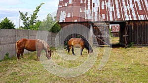 Horse in Poland