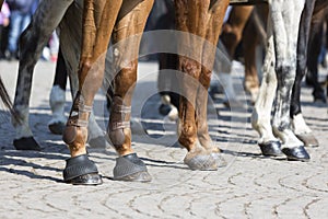 Horse police legs photo