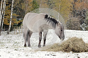 Horse (Polish konik) eating hay, close up.