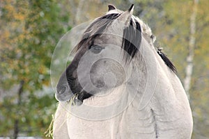 Horse (Polish konik) eating hay, close up.