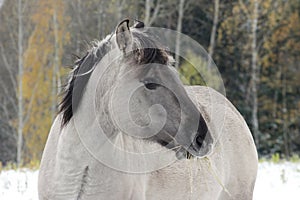 Horse (Polish konik) eating hay, close up.