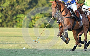 Horse polo