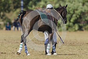 Horse Polo-Cross Player