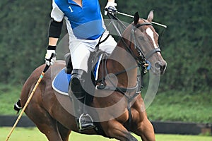 Horse polo player in the blue polo shirt are riding a horse in polo match
