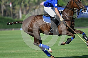 Horse Polo Player and Ponies in Match.