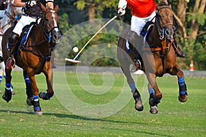 Horse Polo Player Use a Mallet