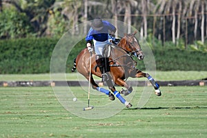 Horse polo player use a mallet hit ball