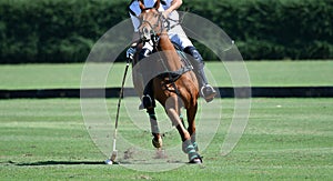 Horse polo player use a mallet hit ball