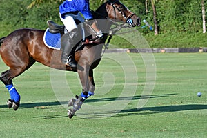 Polo player use a mallet hit ball in tournament
