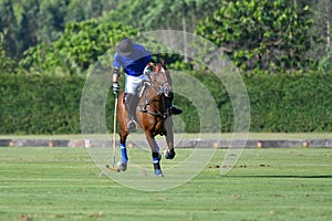 Horse polo player use a mallet hit ball