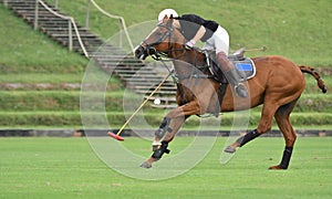 horse polo player use a mallet hit ball