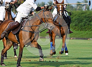 Horse Polo players are competing