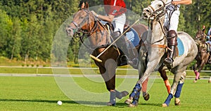 Horse polo players strikes the ball with a hammer. Two polo pony runs. Summer season, green cut lawn field. The forest is in the