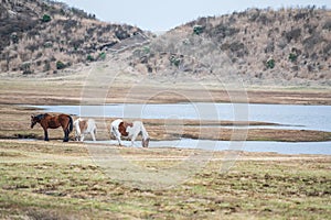 horse by pond in Kusasenri prairie observation, mt. Aso, Kumamoto