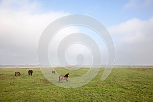 Horse and ponies in dutch polder