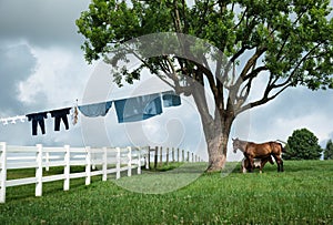 A horse and pony show with a side of Amish laundry.