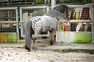 Horse (Pony) in Singapore Zoo