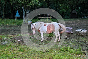 Horse pony. It stands in its yard surrounded by grass, woods, and stones