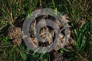 Horse poop on the grass in the summer field. Horse excrement photo