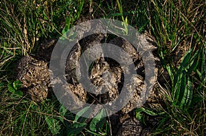 Horse poop on the grass in the summer field. Horse excrement