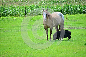 Horse and Pop Belly Pig Unique Friendships