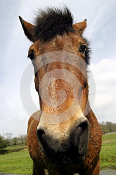 Horse Portrait