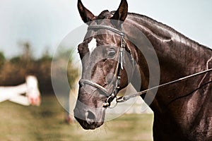 Horse portrait