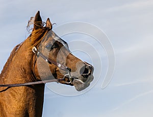 Horse Portrait