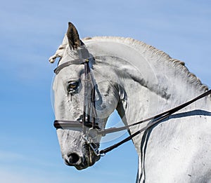 Horse Portrait