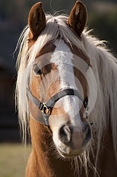 Horse portrait