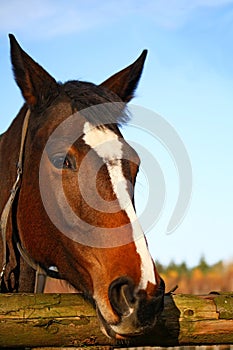 Horse portrait