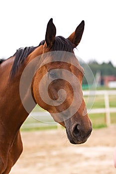 Horse portrait