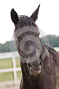 Horse portrait