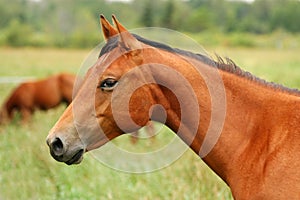 Horse Portrait photo