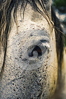 Horse portrait