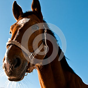 Horse portrait