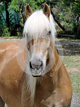 Horse Portrait