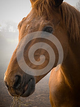 Horse Portrait