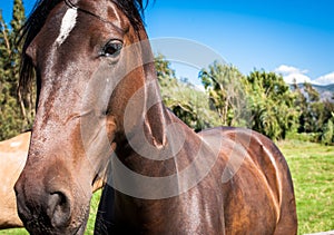 Horse Portrait