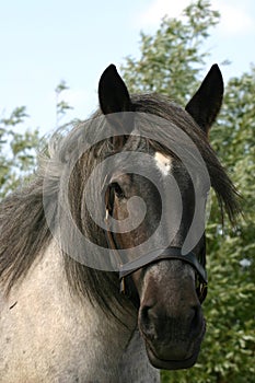 Horse portrait