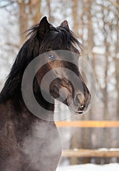 Horse portrait