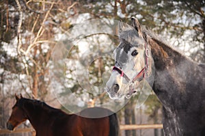 Horse portrait