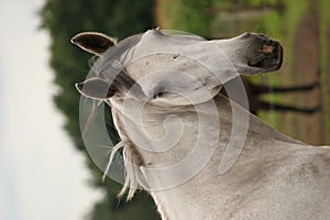 Horse portrait