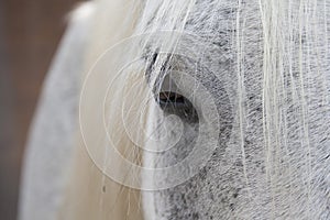 Horse portrait