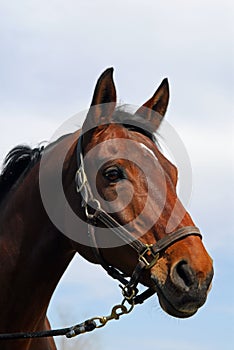 Horse portrait