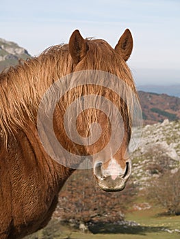 Horse portrait