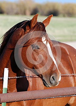 Horse Portrait