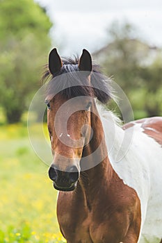 Horse portrait