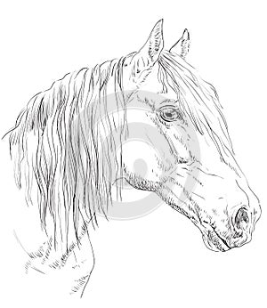 Horse portrait-6