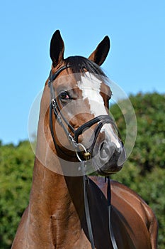 Horse portrait